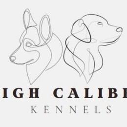 Pembroke Welsh Corgis from High Caliber Kennels