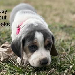 Gypsy AKC - Blue tan and white female Beagle puppy in Rogersville, Missouri from Hales Little Beagle Haven