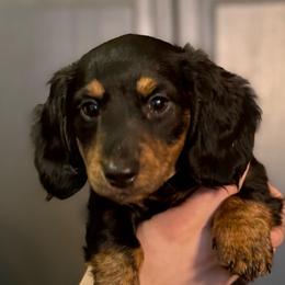 Maple - Dachshund