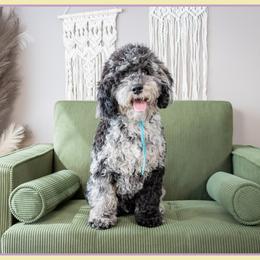Hawkeye - Black white and tan male Cockapoo puppy in Connersville, Indiana from Deaz Doodle Ranch