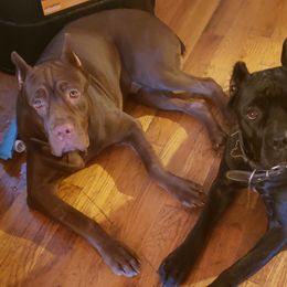 Cane Corso from Family Corso Kennels