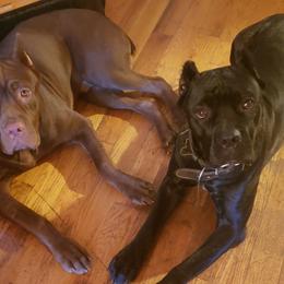 Cane Corso from Family Corso Kennels