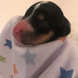 Poodle Puppies from Amazing Grace Standard Poodles
