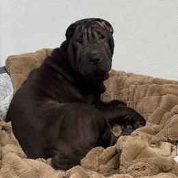Chinese Shar-Pei puppies from Ranch Royale