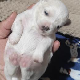 Snow - Cream and white male Chihuahua puppy in Gray, Louisiana from Chi Chi's Place LLC