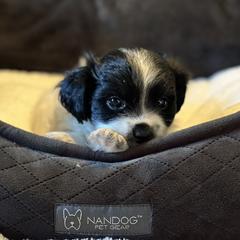 Shichon Puppies from Great Lakes Teddy Bear Dogs