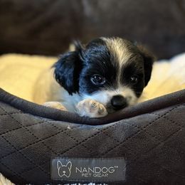 Shichon Puppies from Great Lakes Teddy Bear Dogs