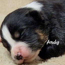 Andy - Black tri male Miniature Australian Shepherd puppy in Waxhaw, North Carolina from Cane Creek Aussies