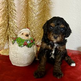 Boy 2 - Tri-color male Cavapoo puppy in Nampa,, Idaho from Clig Doodle Days