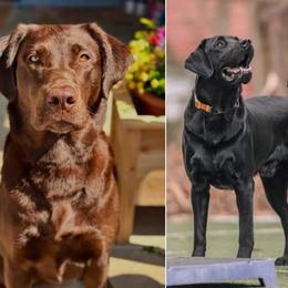 Labrador Retriever puppies from On My Side Kennels