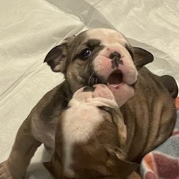 Bulldogs, French Bulldogs, and Yorkshire Terriers from Carolina Bred Kennels
