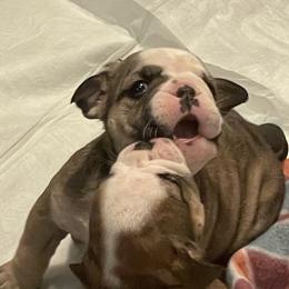Bulldogs, French Bulldogs, and Yorkshire Terriers from Carolina Bred Kennels