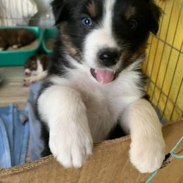 Australian Shepherd Puppies from Far Out Aussies