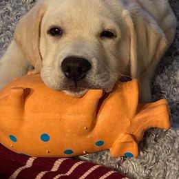 Labrador Retriever Puppies from Stone Haven Labradors