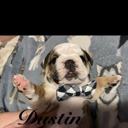 Dustin - Red and white male Bulldog puppy in Nampa, Idaho from Davis Bullies
