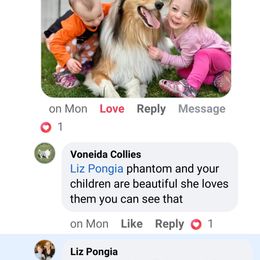 Collie Puppies from Voneida Collies