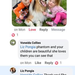 Collie Puppies from Voneida Collies