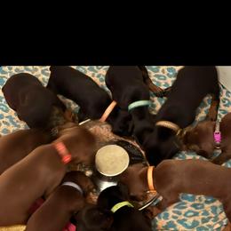 Doberman Pinscher Puppies from Joselyn James