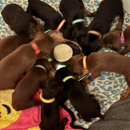 Doberman Pinscher Puppies from Joselyn James