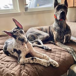 Great Dane Puppies from F&B Kennels