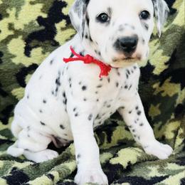 Red (LUA) - White and black female Dalmatian puppy in Westhoff, Texas from Smart Dalmatians