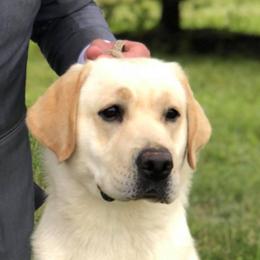 Eve - Labrador Retriever