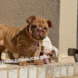 Lizzie - Fawn and white female Bulldog puppy in Rome, Georgia from English Bulldogs of the Seven Hills