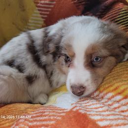 Leo - Red merle male Miniature Australian Shepherd puppy in Conneaut, Ohio from J&K Mini Aussies and Golden Retrievers