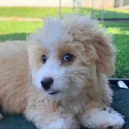 Baylor - Yellow and white male Bernedoodle puppy in Port Saint Lucie, Florida from Eastside Paws LLC