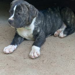American Bulldog Puppies from Genesis American Bulldogs