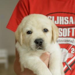 Rocket - Yellow male Labrador Retriever puppy in Allons, Tennessee from UC Labradors LLC