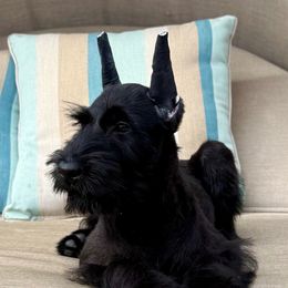 Boy 2 - Black male Giant Schnauzer puppy in Wildomar, California from My Angel Schnauzers