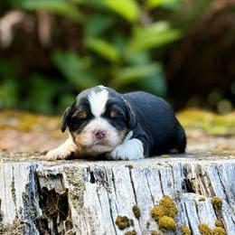 Drizella (Purple Collar) - Tri-color female Bernedoodle puppy in Stanwood, Washington from Butter Cup Pups and Paws