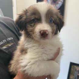 Shamrock - Red merle male Australian Shepherd puppy in Weeki Wachee, Florida from Ace of Spades Australian Shepherds