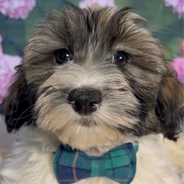 Earl - Silver sable male Havanese puppy in Clermont, Florida from Country Sweet Havanese and Creative Coaching