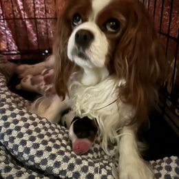 Cavalier King Charles Spaniel puppies from iHeart Cavaliers