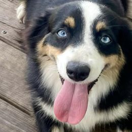 Aussiedoodles, Miniature Australian Shepherds, and Toy Australian Shepherds from River Hill Ranch