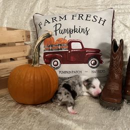 Australian Shepherd Puppies from A Beautiful Soul Aussies