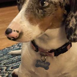 Jolene - Dachshund