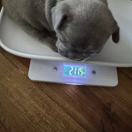 French Bulldog Puppies from Candice Thaggard