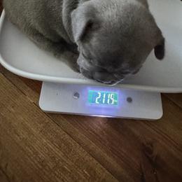 French Bulldog Puppies from Candice Thaggard