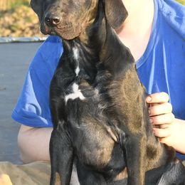 Dann - Black male Catahoula Leopard Dog puppy in Potsdam, New York from Spot On Catahoula Leopard Dogs