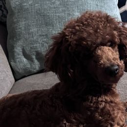 Poodles and West Highland White Terriers from JJs Puppies of the Carolinas