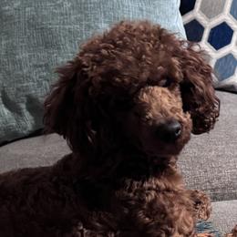 Poodles and West Highland White Terriers from JJs Puppies of the Carolinas