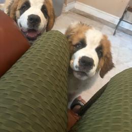 Girl 1 - White and brown female Saint Bernard puppy in Collins, Georgia from Stewart Saint