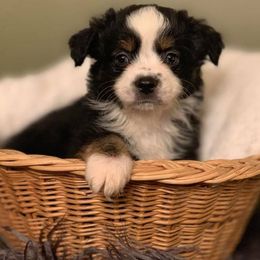 Miniature Australian Shepherd Puppies from Windy Hills Mini Aussies