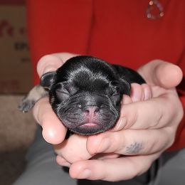 French Bulldog Puppies from 4 Leaf Frenchies