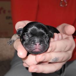 French Bulldog Puppies from 4 Leaf Frenchies