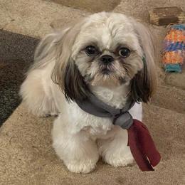 Hope - Shih Tzu