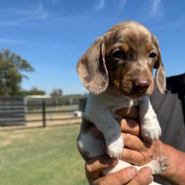 Briar - Dapple male Dachshund puppy in Tarrant County, Texas from Louis' Litters